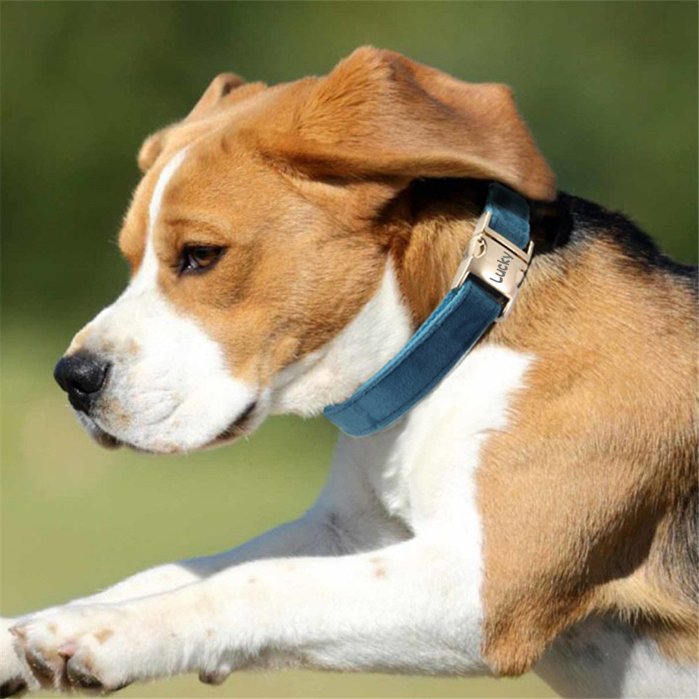 Drools&Tools Dog Leash Pet Collar