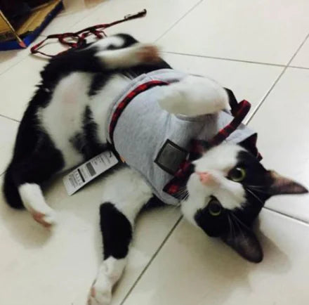 Drools&Tools Cat Harness and Leash Set