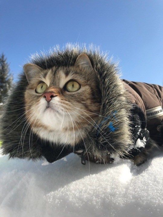 Winter Collection – Cats