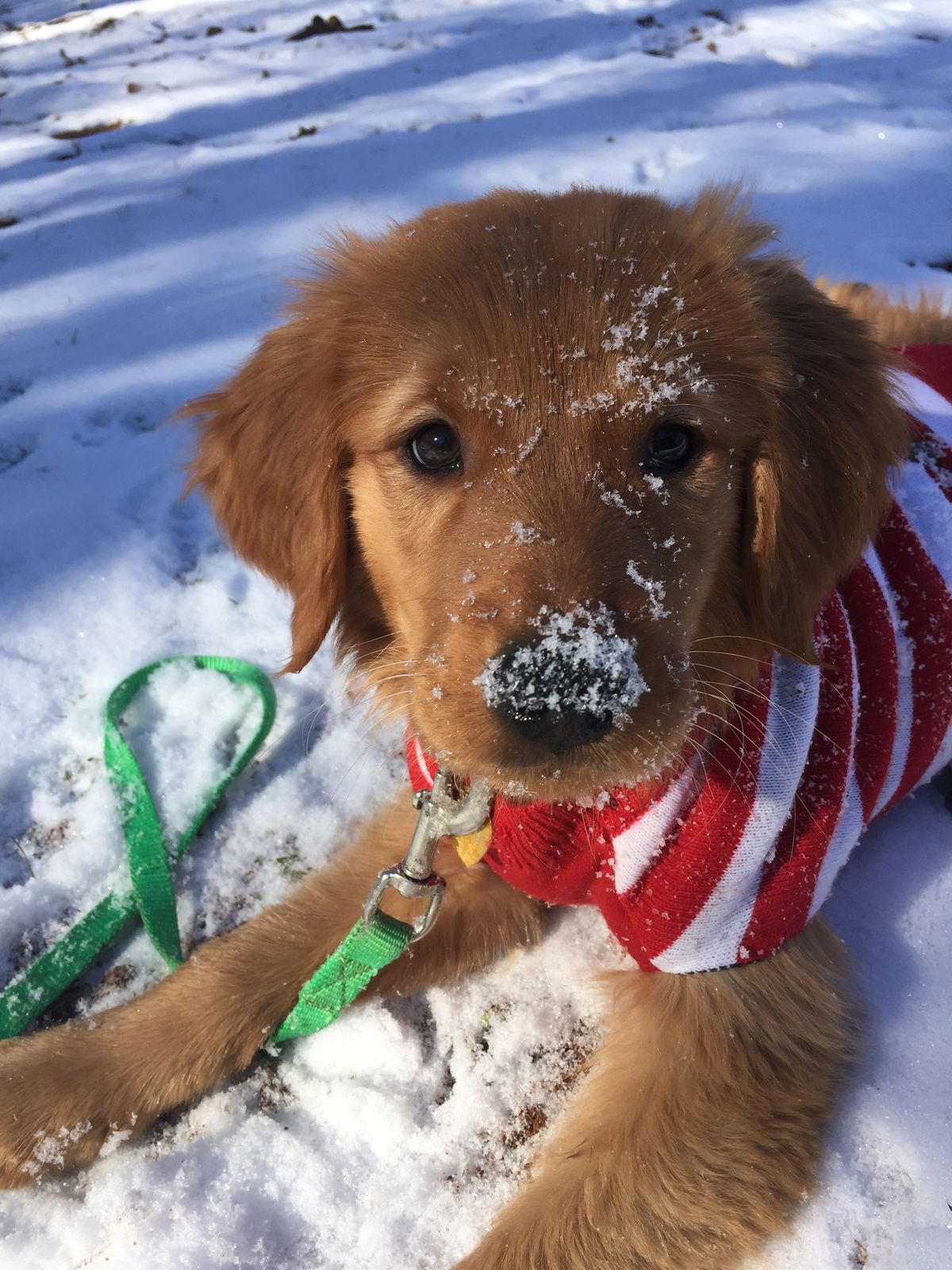 Winter Collection – Dogs