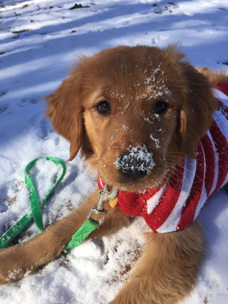 Winter Collection – Dogs