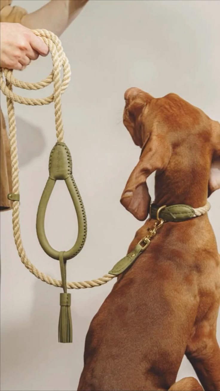Dog Leashes & Collars