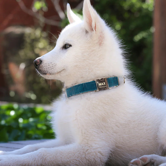 Drools&Tools Dog Leash Pet Collar